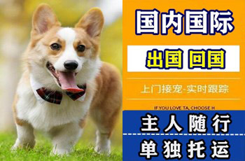 保亭县宠物托运公司保亭县宠物托运公司保亭县宠物托运公司