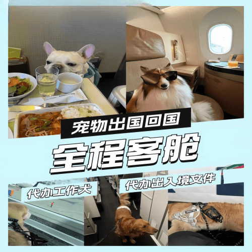 保亭县宠物托运到白俄罗斯宠物入境规定和要求