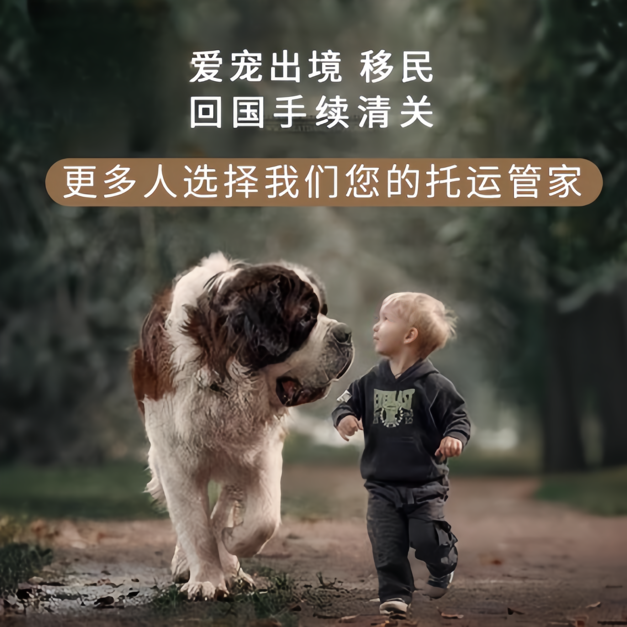满财保亭县宠物全球达宠物托运在遵守入境目的地政策的条件